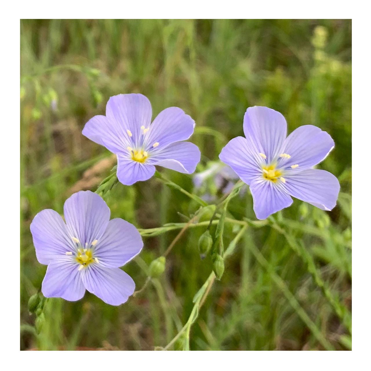 Picture of Blue Flax flowers