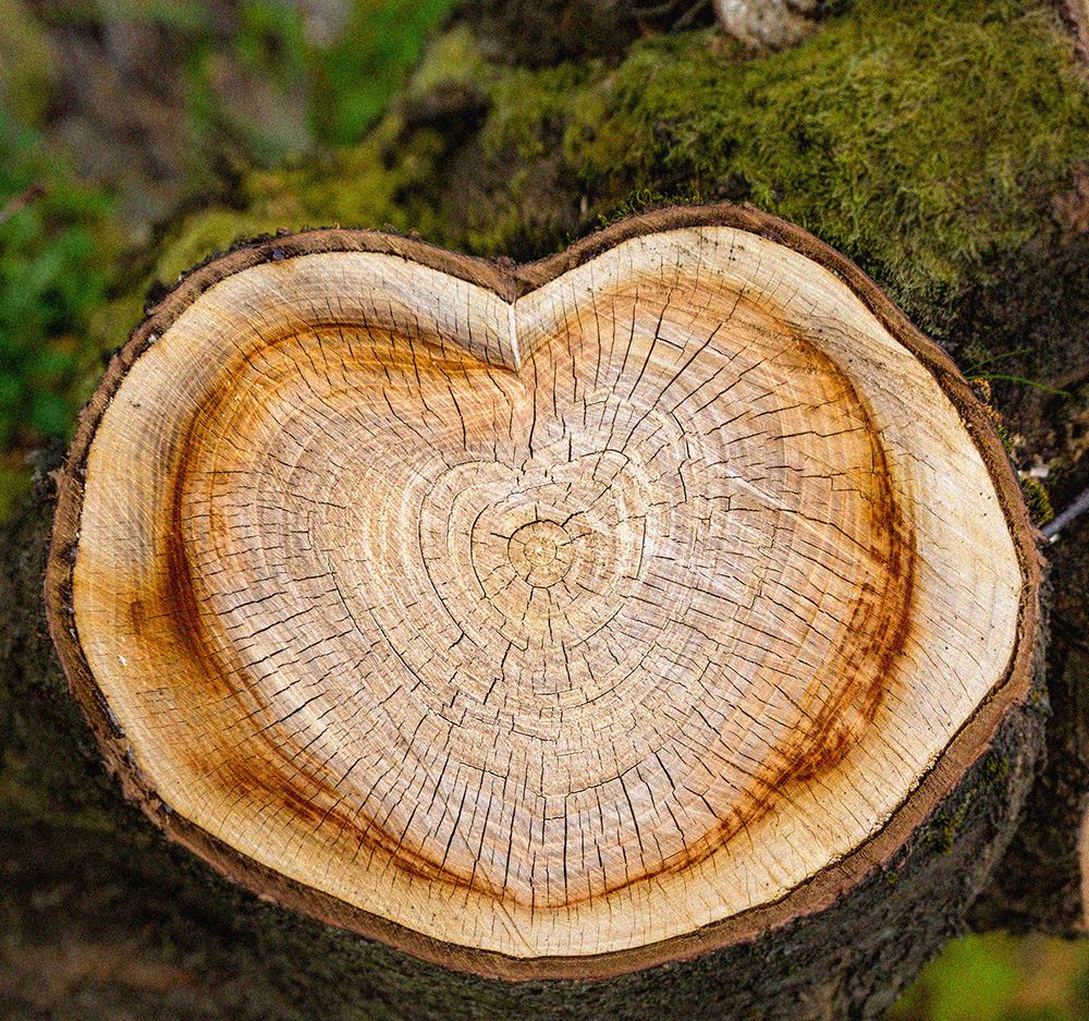 Photo of tree in the shape of a heart that showcases the rings of the tree. There is green moss in the background.