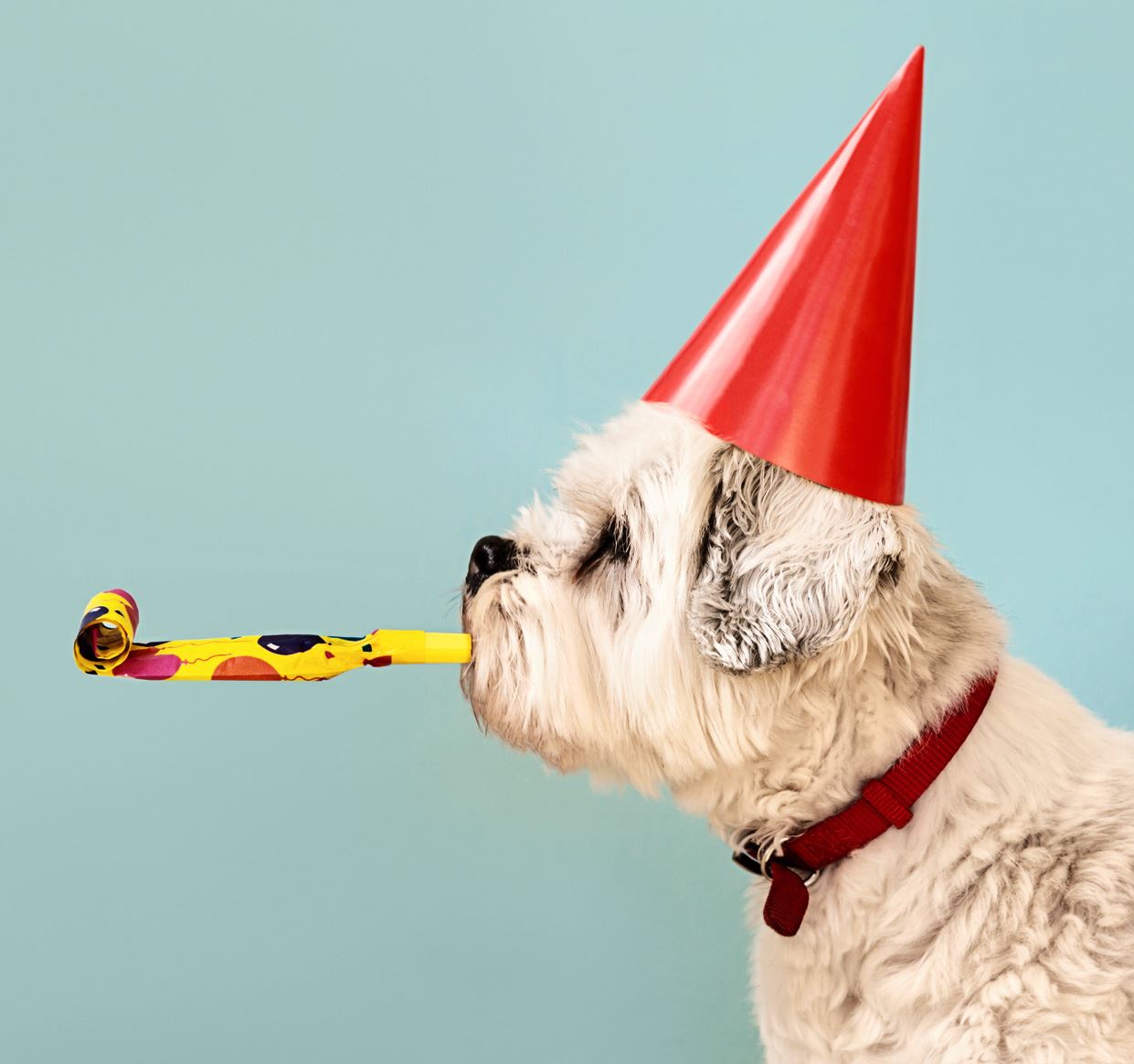 Photo of a dog wearing a party hat and noise maker.