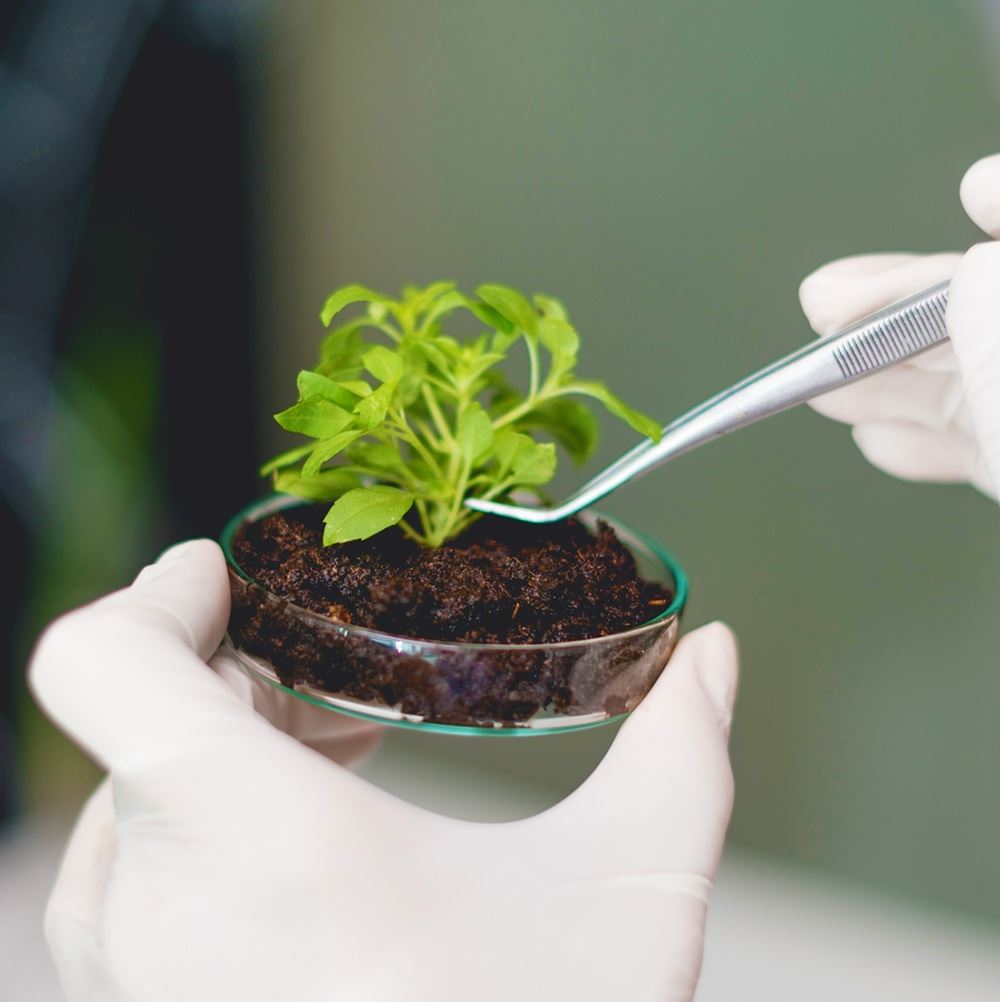 Photo of a new plant in a soil sample. The person holding the sample is wearing white rubber gloves and is carrying tweezers.